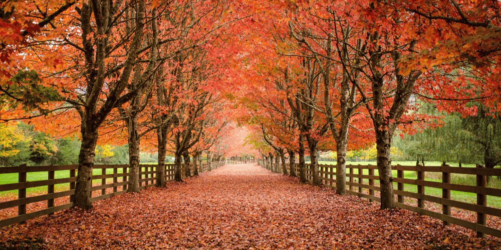 Fall scene of a road to demonstrate stay on the path and continue working on your goals