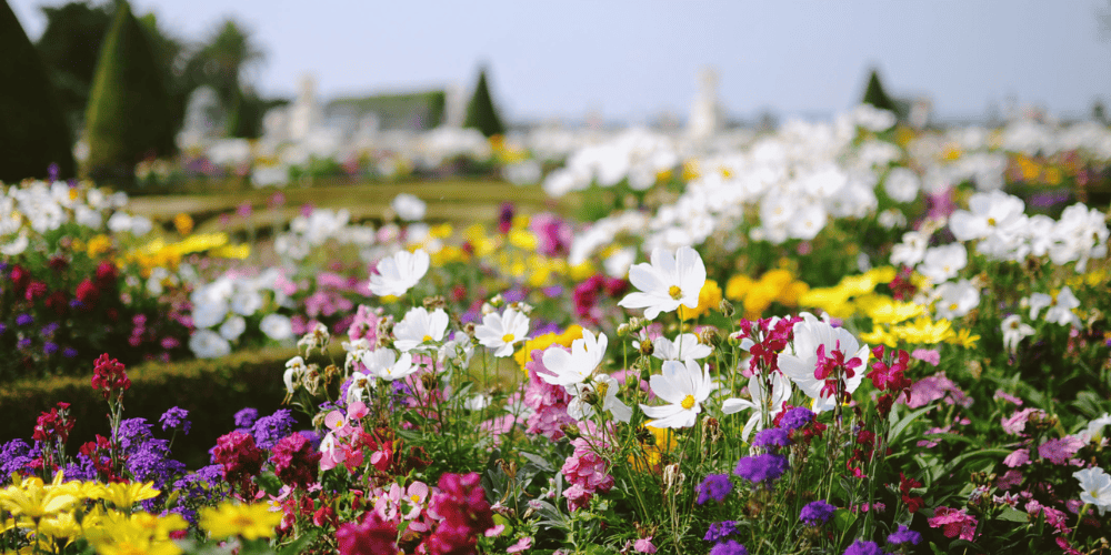images of flowers in Versailles to demonstrate the beauty that can happen when you chase your dreams