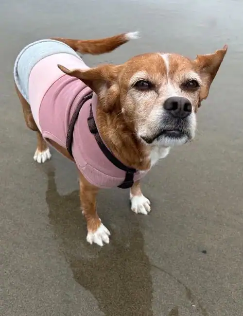 My dog Stella on the beach to demonstrate how walking is a good morning routine